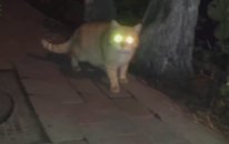 Kedilerin Gözleri Neden Karanlıkta Parlar?