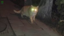 Kedilerin Gözleri Neden Karanlıkta Parlar?