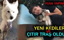 Yeni Kediler Ve Çıtır Traş Oldu! (Kedilere Yuva Yapıyoruz)