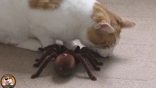Komik Kedi Ve Dev Örümcek Kavgası