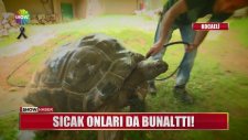 Sıcaktan Bunalan Hayvanların Serinlemeye Çalışmaları