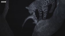 Leopar Ailesinin Kedi Balığı Avı