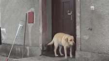 Üşüyen Köpeğin Eve Girme Çabaları