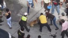 Kalabalık İnsanlar Pitbull'u Durduramadı