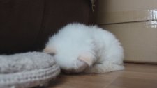 Tired kitten can't stay awake, cute cat video