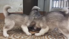 Yavru Köpeklerin İnanılmaz Mama Yarışı