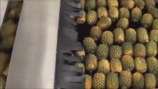 Ananas Suyu Fabrikası'nın İşleyişi