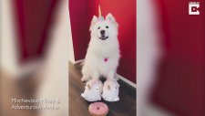 Sevimli Unicorn Köpek