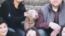 Aile Fotoğraflarını Trolleyen Köpek