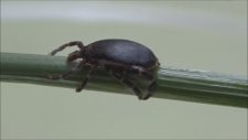 Hepimizi Bir Gün Isıracak-Kene-tick