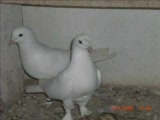 fırtına beyazlar