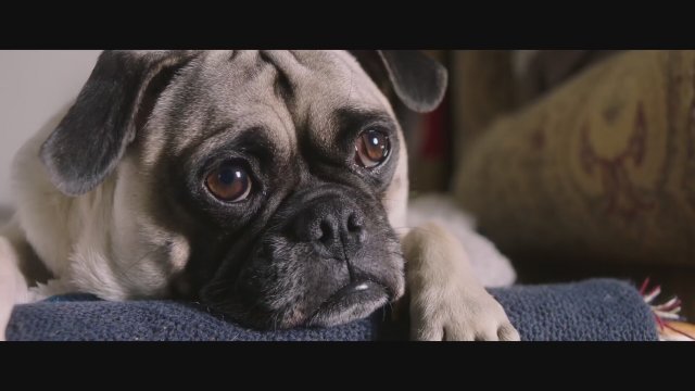 Dog Days (2018) Teaser