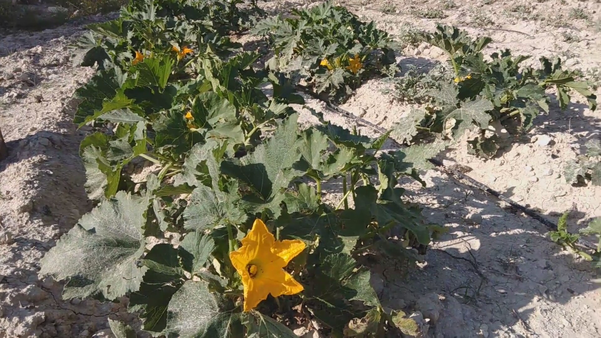 Kabağın Faydaları Nelerdir Kabağın Faydaları Nelerdir