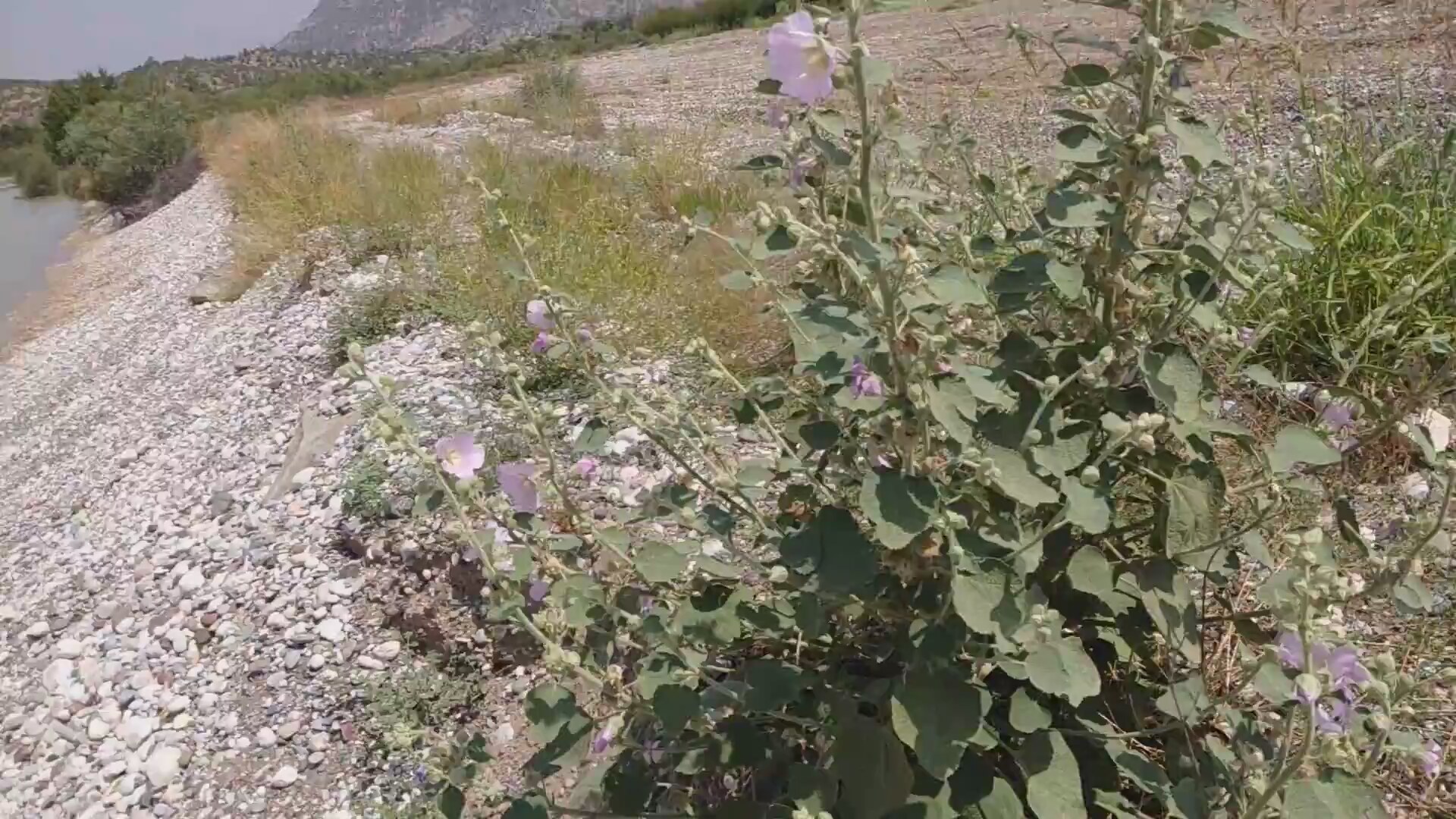 Gülhatminin Faydaları Nelerdir Gülhatminin Faydaları Nelerdir