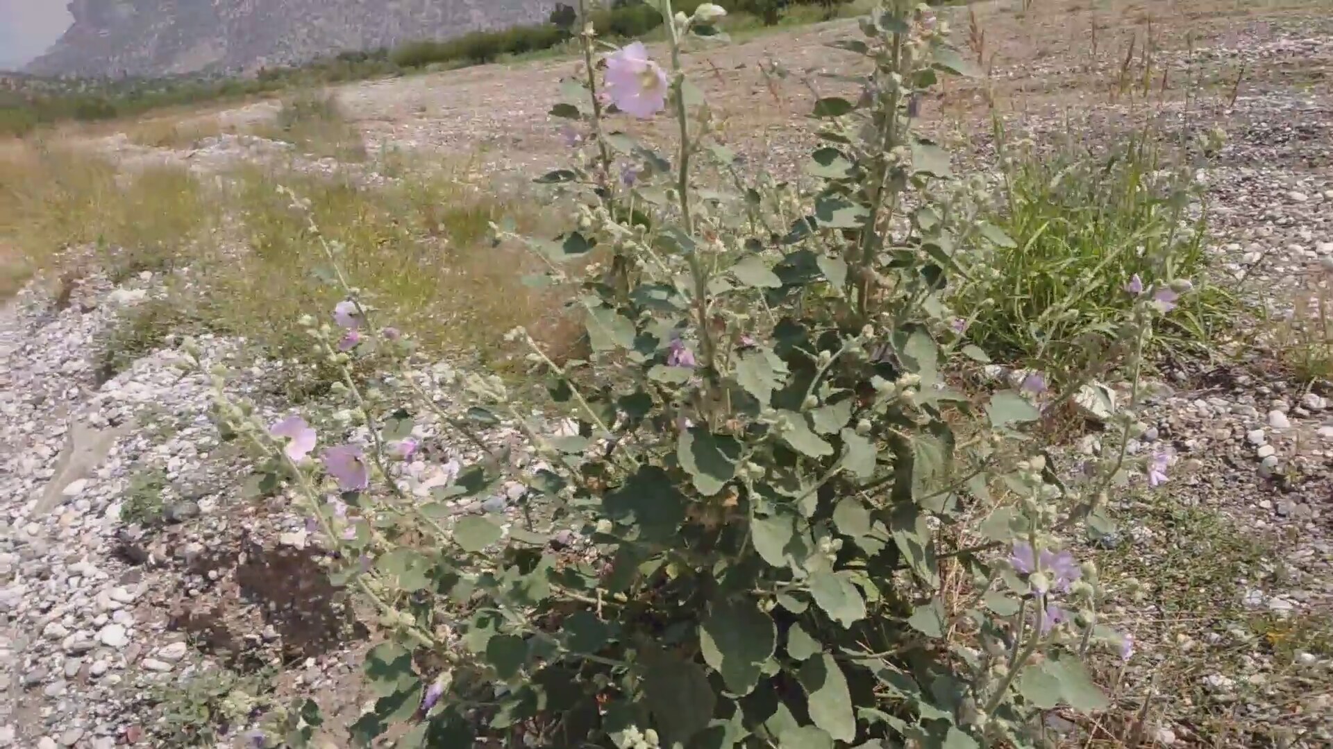 Gülhatminin Faydaları Nelerdir Gülhatminin Faydaları Nelerdir