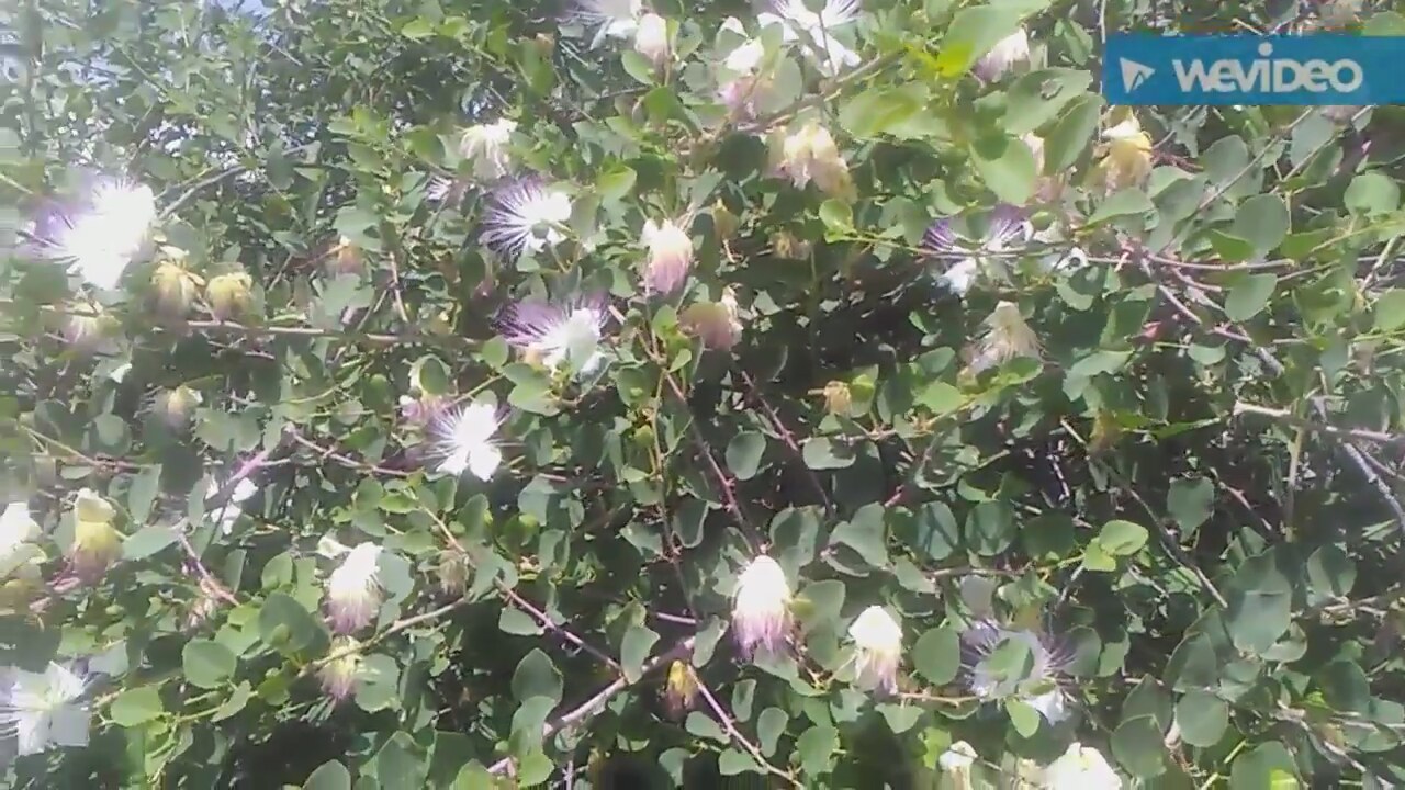 Gülhatminin Faydaları Nelerdir Gülhatminin Faydaları Nelerdir