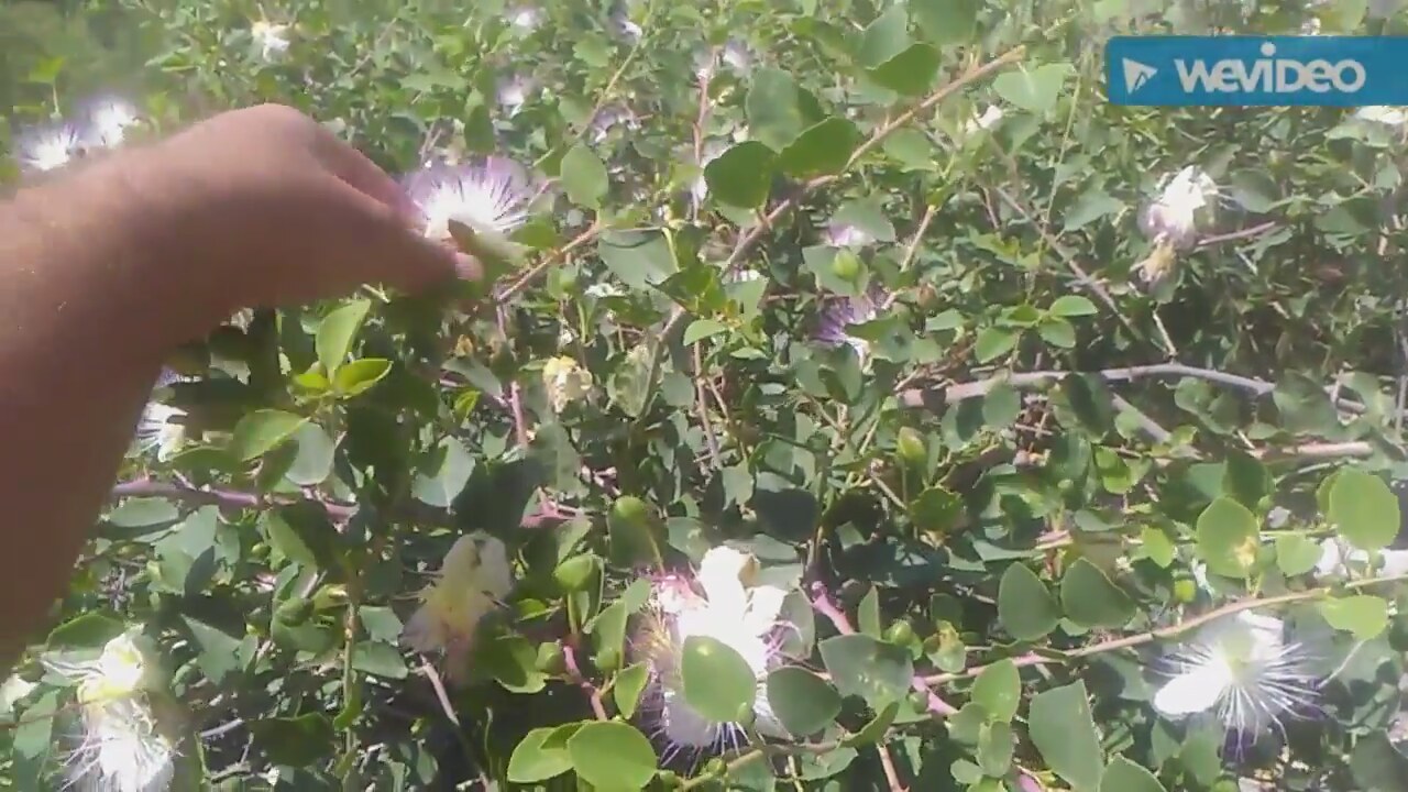 Gülhatminin Faydaları Nelerdir Gülhatminin Faydaları Nelerdir