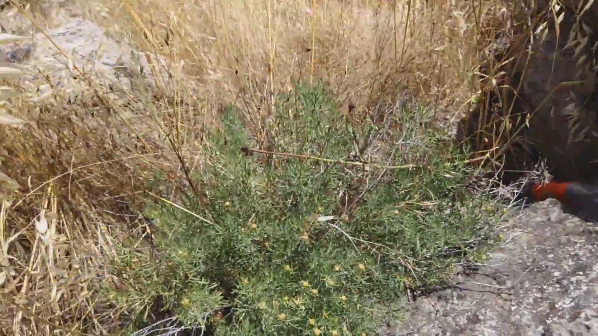 Çin çayının zararları nelerdir Çin çayının zararları nelerdir