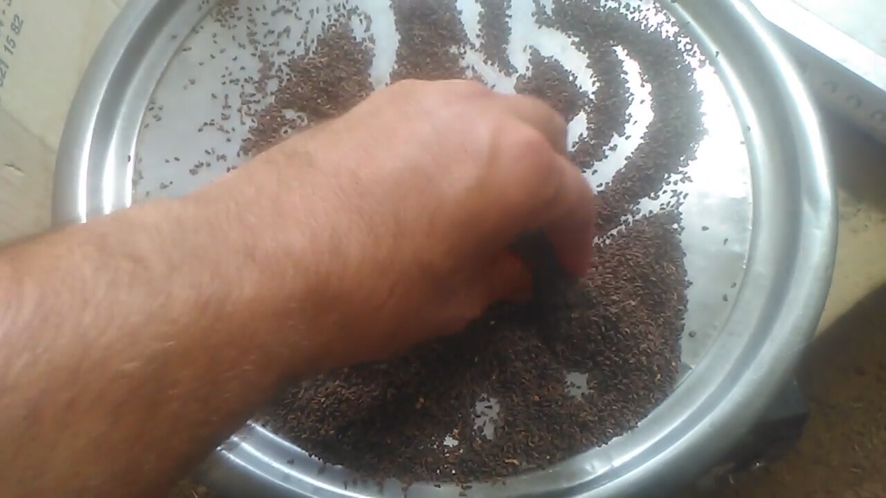 Üzerlik Otunun Yararları Üzerlik Otunun Yararları