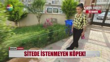 Sitede İstenmeyen Sevimli Köpek