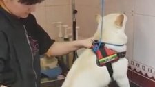 Hırçın Köpeği Sakinleştiren Bakıcı