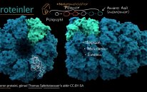Proteinlere ve Amino Asitlere Giriş (Fen Bilimleri) (Biyoloji)