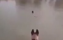 Hayat Kurtaran Köpek