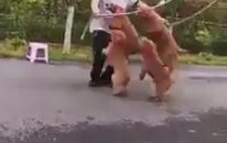 İp Atlayan Köpekler