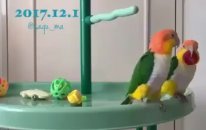 Kazanan Papağanın Sevinci Süper