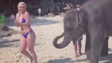 Bikinili Hatuna Şaplak Atan Fil