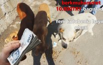 Sokak Köpeklerine Bağış Attım