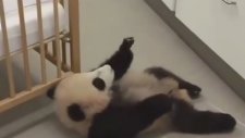 Yataktan İnmeye Çalışan Şaşkın Panda