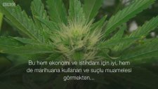 Dünyanın En Büyük Kenevir Serası