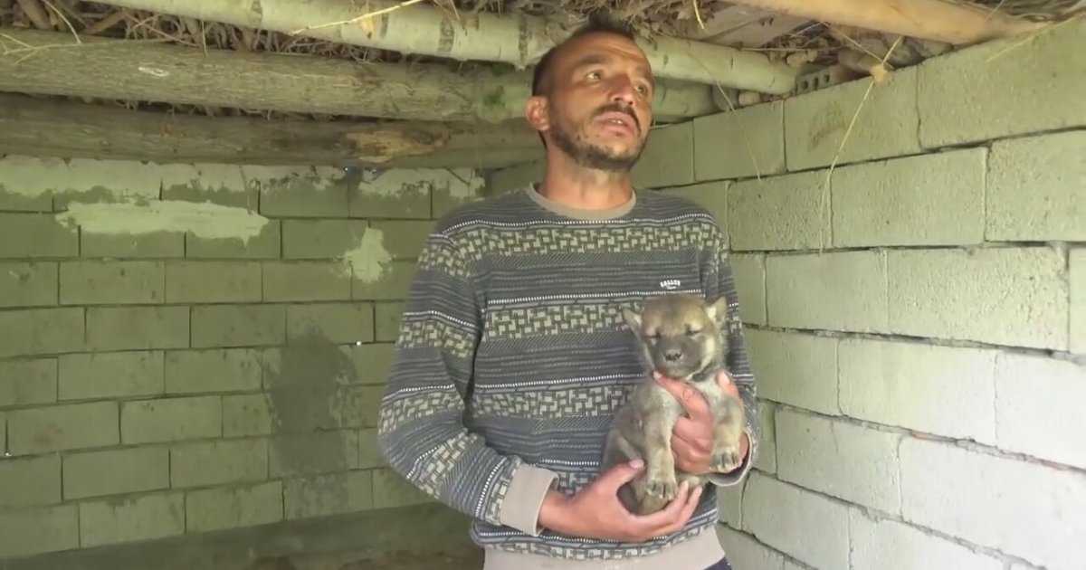 kurt öldüren köpekler
