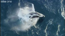 What A Wonderful World - David Attenborough