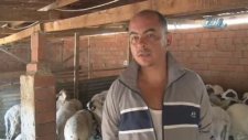 Arazisine Giren Keçilere Kurşun Yağdıran Vatandaş