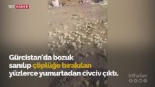 Bozuk Sanılarak Çöpe Atılan Yumurtalardan Civciv Çıkması
