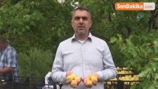 Iğdır'da Dolu Yağışı, Kayısı Hasadını Düşürdü