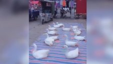 Çin'de Ördeklere Yapılan İşkence Gibi Oyun