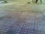 korkak kedi