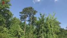 forest's sky