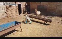 Arka Ayakları Felçli Kuzuya Yürüteç Yaparak Mutlu Eden Güzel İnsan