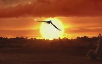 Erdoğan ve AK Parti'nin zümrüdüanka temalı reklamı