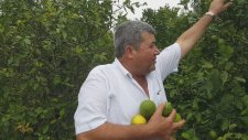 Narenciye Bahçesi Semizotu Sivri Biber Limon Mehmet Esmeyel Erdemliden Anlatıyor