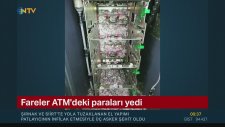 Bankamatikteki parayı yiyen fareler-Hindistan
