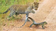 Leoparın Monitör Kertenkele Avı