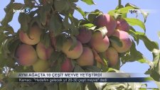 Aynı Ağaçta 10 Çeşit Meyve Yetiştiren Çiftçi