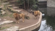 Boşluğa Basıp Havuza Düşen Erkek Aslan
