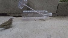 Plastik Pet Şişeden Serçe Tuzağı