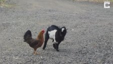 Horozla Oynayan Yavru Keçi
